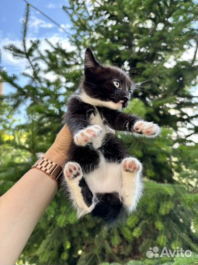 Котята курильский бобтейл