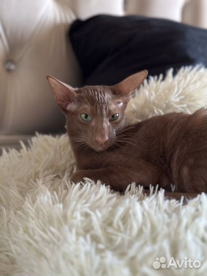 Ориентальная