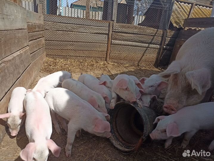 Поросята