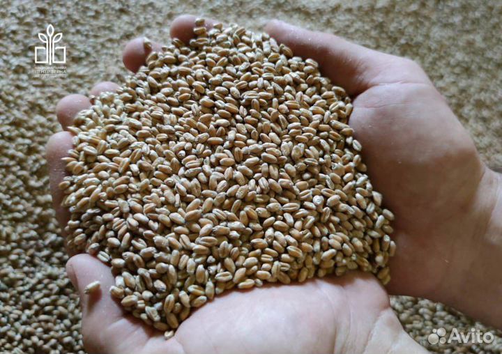 Зерно пшеница ячмень 10 р