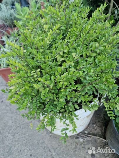 Жимолость шапочная бордюрная вечнозеленая