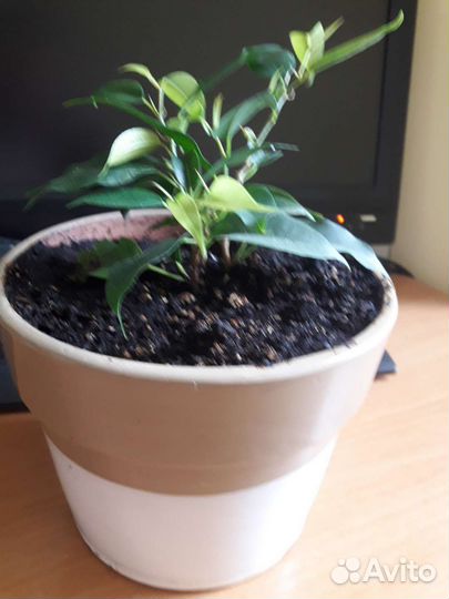 Фикус бенджамина