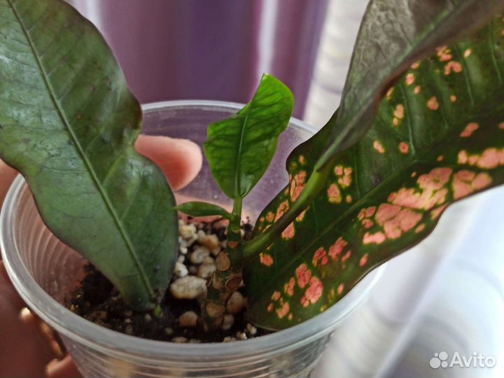 Кротоны сортовые