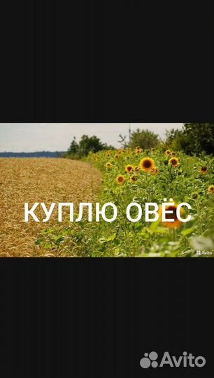 Овес ячмень пшеница