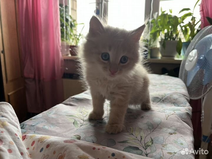 2 котика 2 мес выброшены двуногими уродами