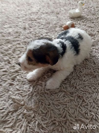 Фокстерьер щенки