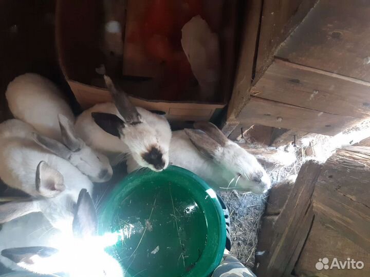 Кролик
