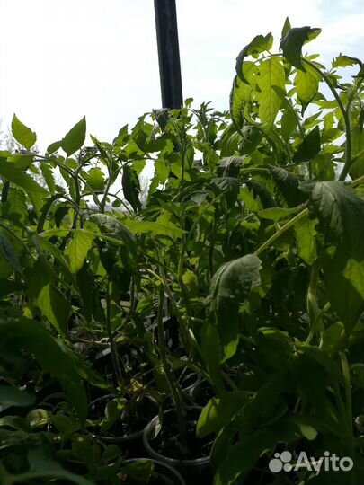 Рассада помидор