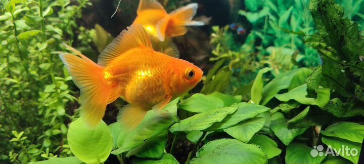 Золотая рыбка