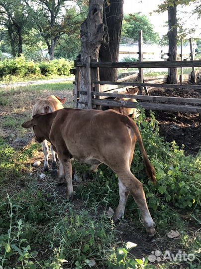 Бычок и телка