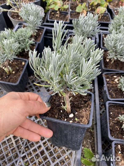 Лаванда Ароманс Вайт белая