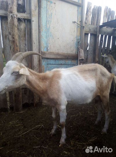 Козы дойные, козёл