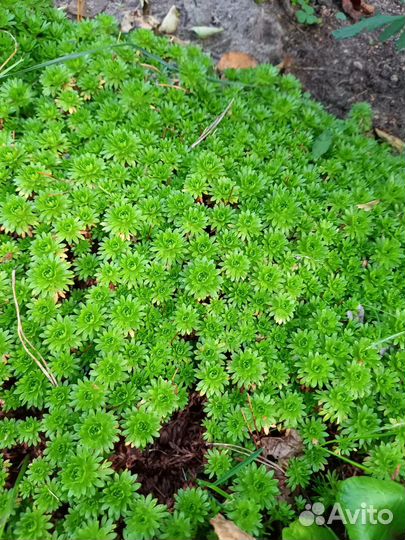 Камнеломка арендса