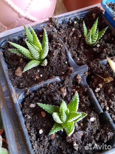 Хавортия полосатая