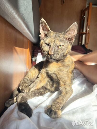 Кошечка в добрые руки