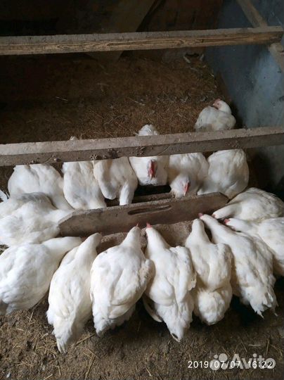 Мясо цыплят бройлеров домашних доставка