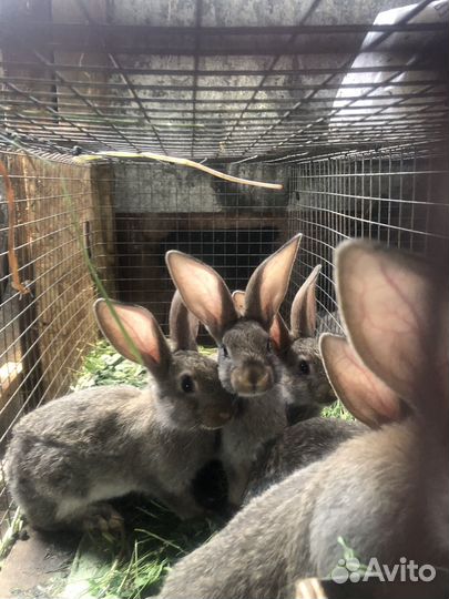 Кролики фландер крупные 2 мес