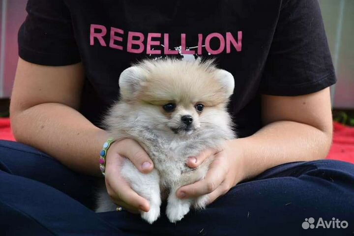 Мини шпиц мишки