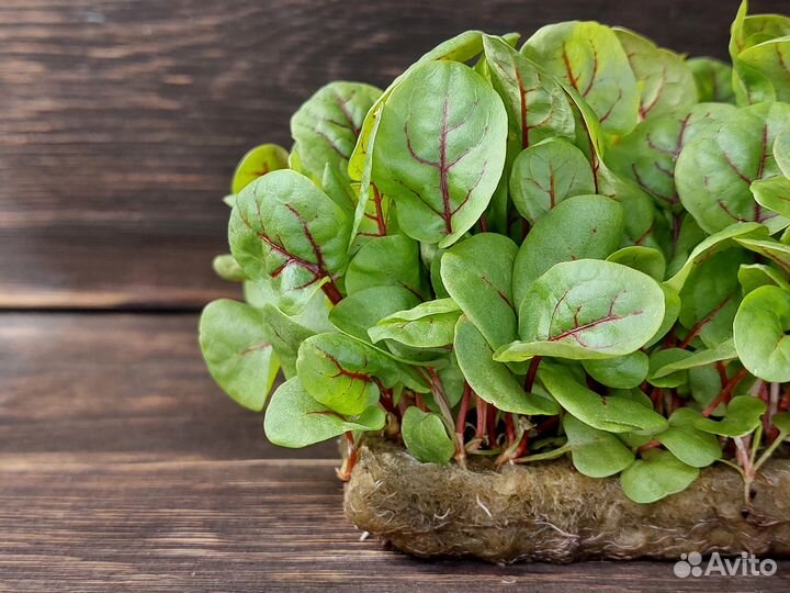 Семена для микрозелени. 50 грамм