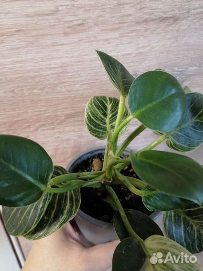 Филодендрон биркин