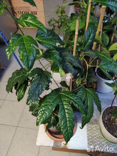 Пассифлора маракуйя