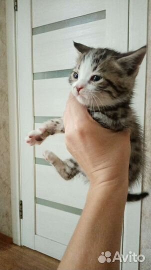 Кошка в дар бесплатно