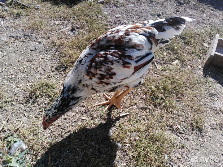 Индейки породистые, Ливенские ситцевые петушки