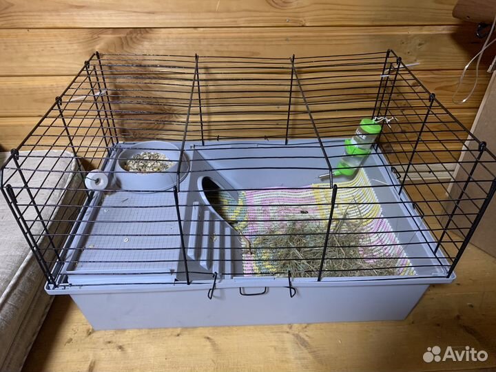 Морская свинка