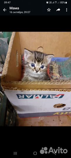 Котенок девочка 1 месяц