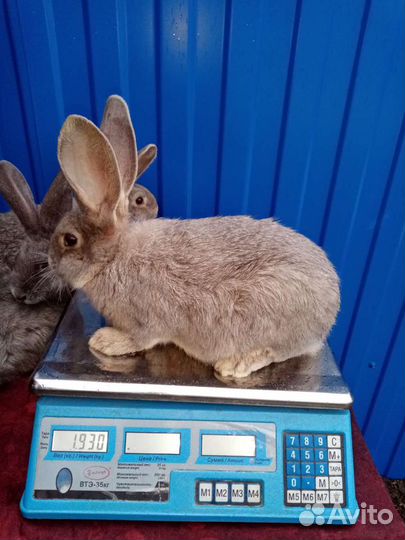 Кролики породы фландр