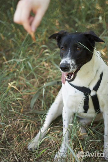 Молодой ласковый Смоки пропадает в приюте