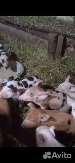 Поросята