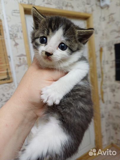 Котенок в добрые руки