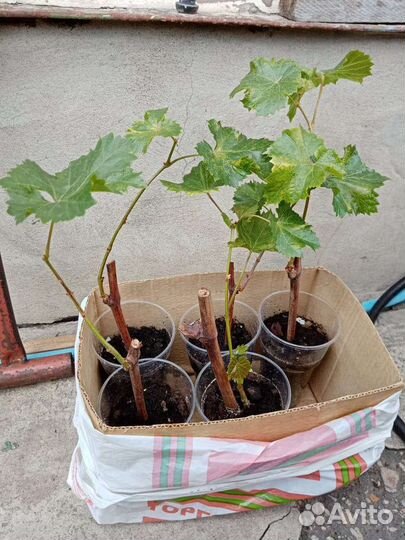 Виноград-саженцы