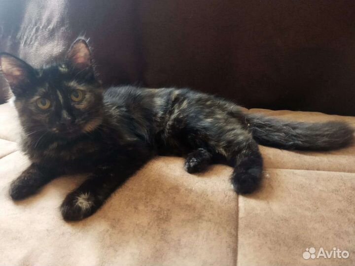 Черепашка и Черныш