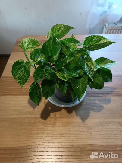 Сциндапсус марбл квин