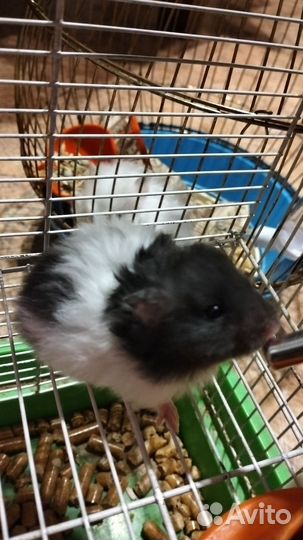 Хомяк сирийский