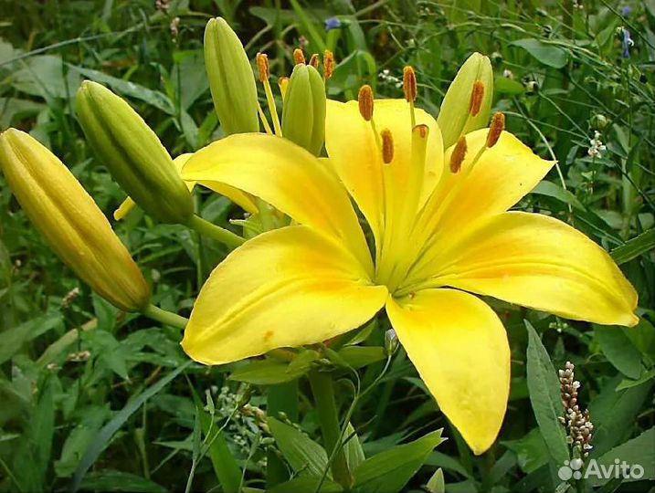 Лилии луковицы