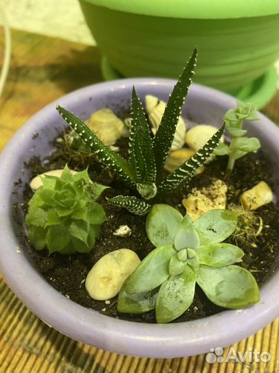 Суккуленты, кактусы мини садики, наборы