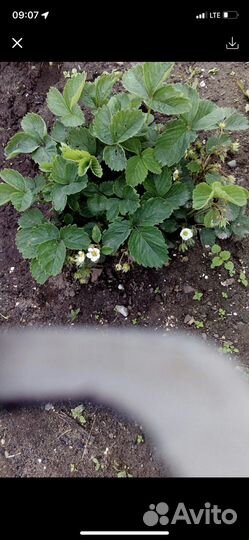 Клубника ремонтантная