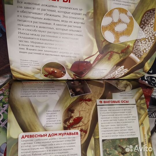 Детские книги, энциклопедия Джунгли