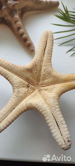 Интерьерные украшения, морские звезды оригинал