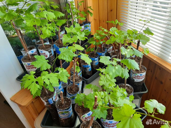 Саженцы крупноплодных сортов винограда(до23 грамм)
