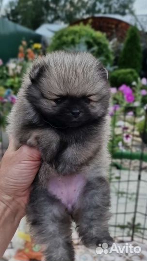 Щенки шпица. Для резервирования