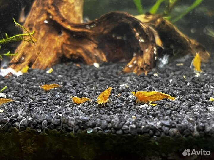 Креветка красный огонь, желтый неон, оранжевые