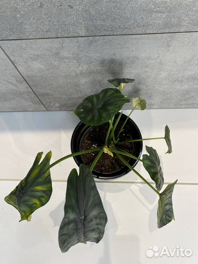 Комнатное растение алоказия