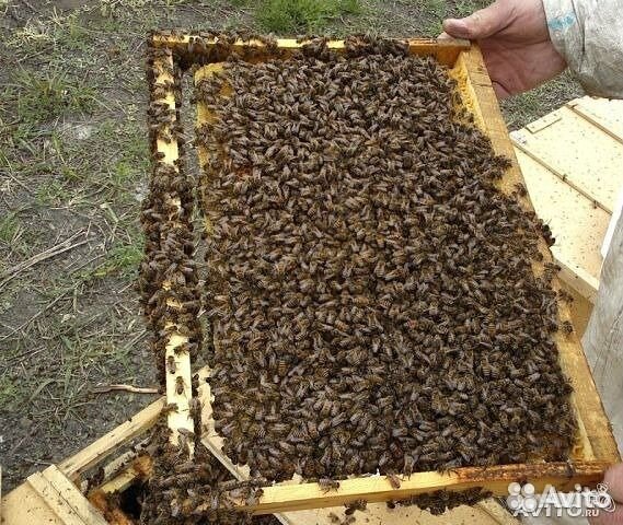 Авито краснодарский пчелопакеты. Пчелопакеты зимовалые. Пчелопакеты на высадку. Продал пчел на авито. Пчелопакеты 24 РФ.