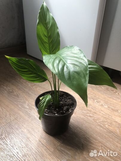 Спатифиллум