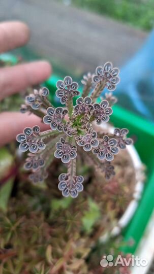 Суккуленты в ассортименте