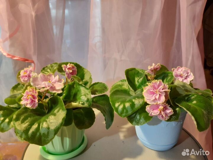 Фиалка в горшках